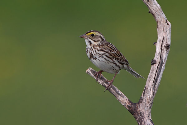 Savannah Sparrow © Russ Chantler